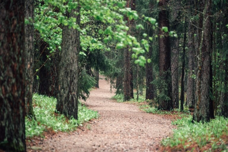 Signal vs. Noise: A Financial Analyst’s Guide to Mental Clarity